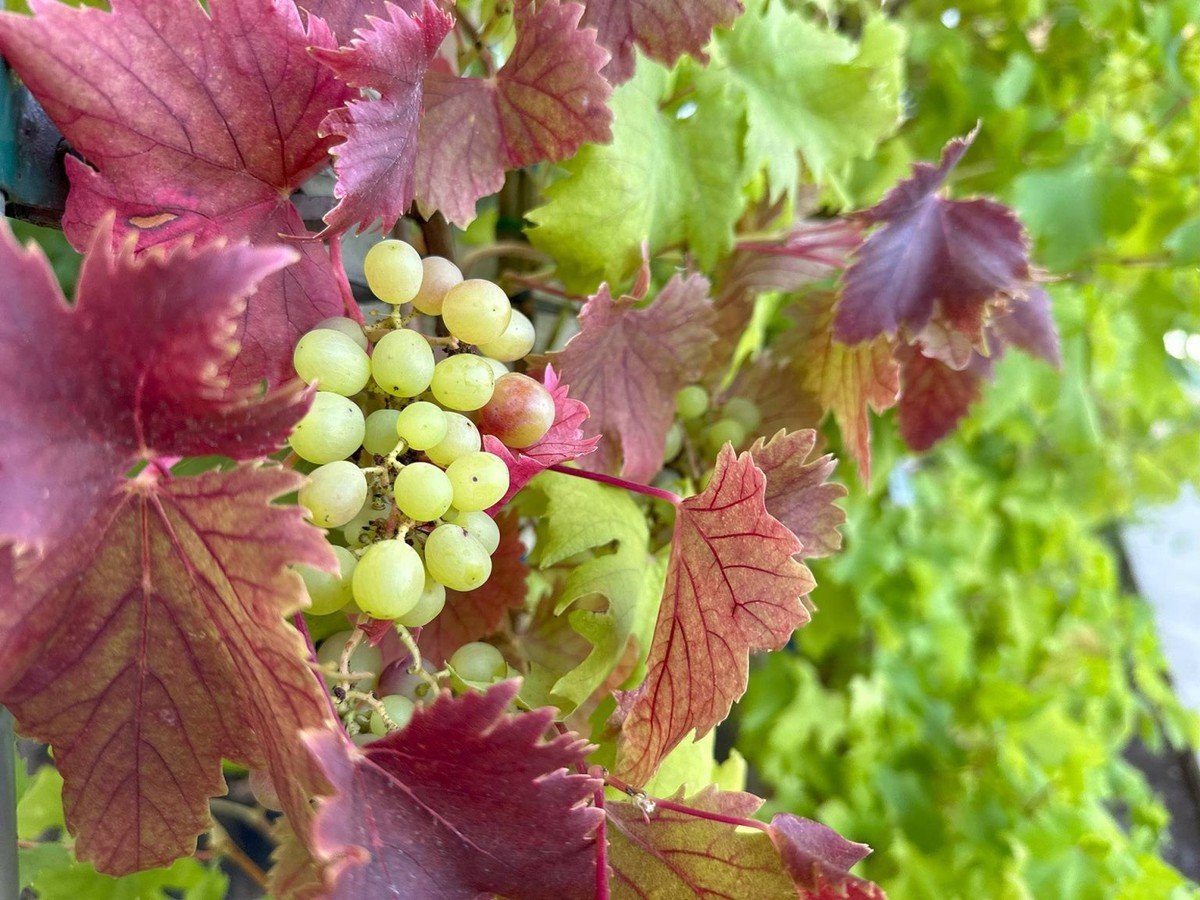 Vse za vinogradnike dobite na enem mestu v vrtnih centrih Eurogarden.