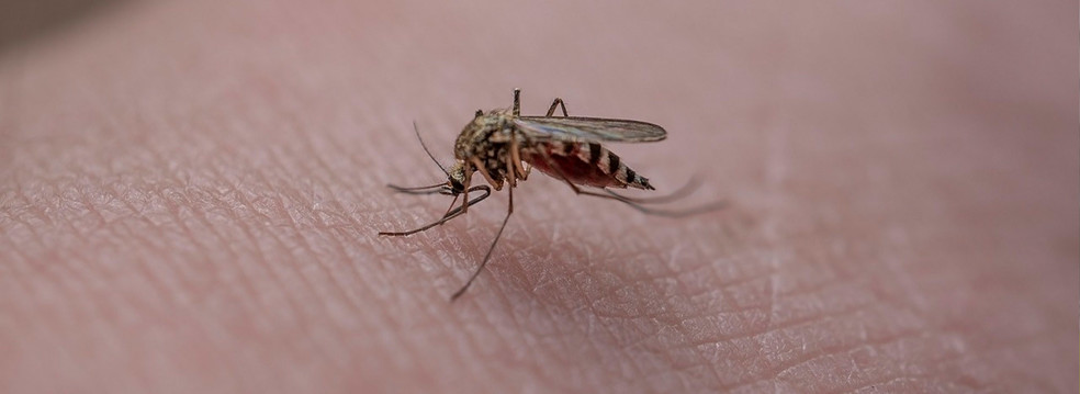 Kako se zaščititi pred komarji?